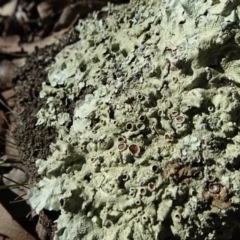 Parmeliaceae (family) (A lichen family) at Cuumbeun Nature Reserve - 26 Aug 2020 by JanetRussell