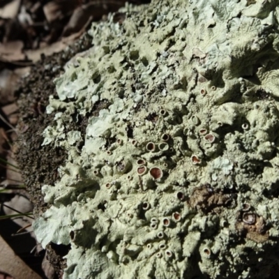 Parmeliaceae (family) (A lichen family) at Carwoola, NSW - 26 Aug 2020 by JanetRussell