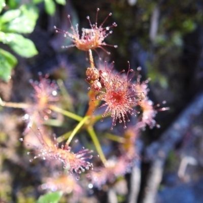 Drosera sp. (A Sundew) at Acton, ACT - 28 Aug 2020 by HelenCross