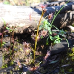 Drosera sp. at Acton, ACT - 28 Aug 2020 09:06 AM