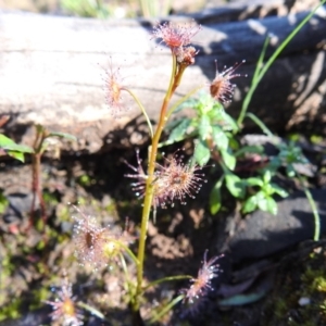 Drosera sp. at Acton, ACT - 28 Aug 2020 09:06 AM