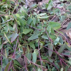 Einadia nutans subsp. nutans at Carwoola, NSW - 26 Aug 2020