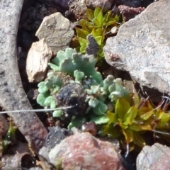 Cladonia sp. (genus) (Cup Lichen) at Cuumbeun Nature Reserve - 26 Aug 2020 by JanetRussell