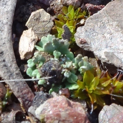 Cladonia sp. (genus) (Cup Lichen) at Cuumbeun Nature Reserve - 26 Aug 2020 by JanetRussell