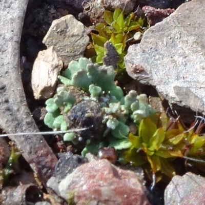 Cladonia sp. (genus) (Cup Lichen) at Carwoola, NSW - 26 Aug 2020 by JanetRussell