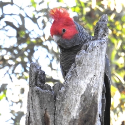 Callocephalon fimbriatum (Gang-gang Cockatoo) at ANBG - 28 Aug 2020 by HelenCross