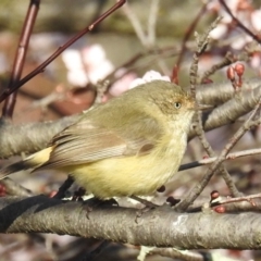 Acanthiza reguloides (Buff-rumped Thornbill) at McQuoids Hill - 28 Aug 2020 by HelenCross