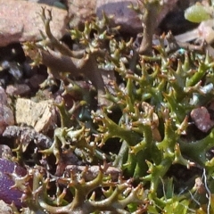 Cladia aggregata (A lichen) at Carwoola, NSW - 26 Aug 2020 by JanetRussell