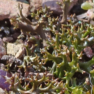 Cladia aggregata (A lichen) at Cuumbeun Nature Reserve - 26 Aug 2020 by JanetRussell