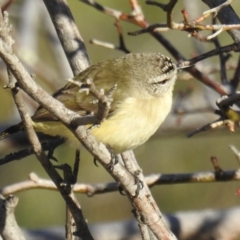 Acanthiza chrysorrhoa (Yellow-rumped Thornbill) at Tuggeranong DC, ACT - 28 Aug 2020 by HelenCross