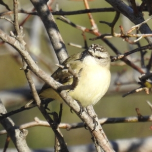 Acanthiza chrysorrhoa at Tuggeranong DC, ACT - 28 Aug 2020