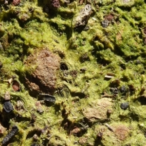 Alga / Cyanobacterium at Carwoola, NSW - 26 Aug 2020