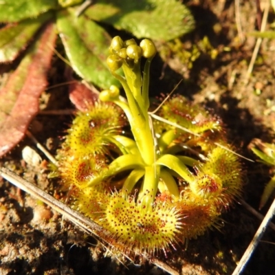 Drosera sp. (A Sundew) at McQuoids Hill - 28 Aug 2020 by HelenCross