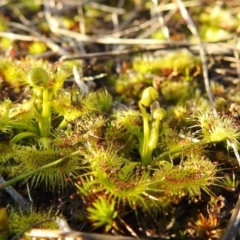 Drosera sp. at Tuggeranong DC, ACT - 28 Aug 2020