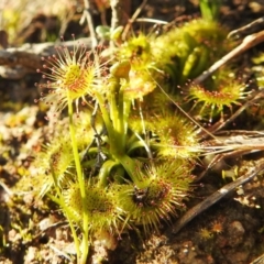 Drosera sp. at Tuggeranong DC, ACT - 28 Aug 2020