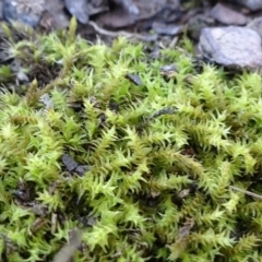 Triquetrella (A trailing moss) at Carwoola, NSW - 26 Aug 2020 by JanetRussell