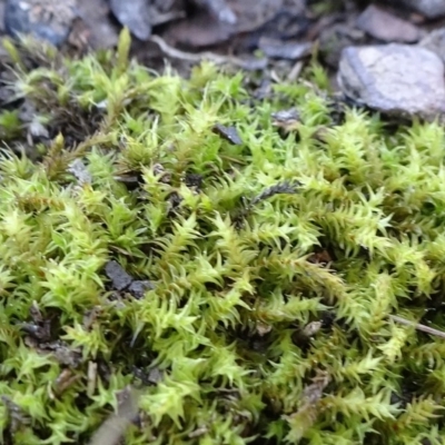 Triquetrella (A trailing moss) at QPRC LGA - 26 Aug 2020 by JanetRussell