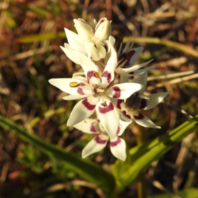 Wurmbea dioica subsp. dioica (Early Nancy) at McQuoids Hill - 28 Aug 2020 by HelenCross