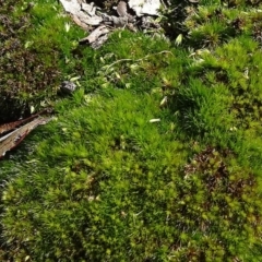 Campylopus (A moss) at Cuumbeun Nature Reserve - 26 Aug 2020 by JanetRussell