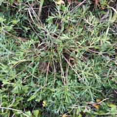 Geranium retrorsum (Grassland Cranesbill) at Hughes Garran Woodland - 27 Aug 2020 by ruthkerruish