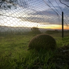 Tachyglossus aculeatus (Short-beaked Echidna) at Holt, ACT - 14 Apr 2020 by annamacdonald