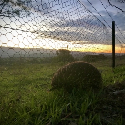 Tachyglossus aculeatus (Short-beaked Echidna) at The Pinnacle - 14 Apr 2020 by annamacdonald