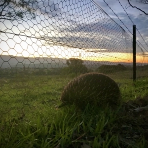 Tachyglossus aculeatus at Holt, ACT - 14 Apr 2020