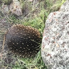 Tachyglossus aculeatus (Short-beaked Echidna) at The Pinnacle - 26 Mar 2020 by annamacdonald