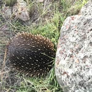 Tachyglossus aculeatus at Holt, ACT - 26 Mar 2020