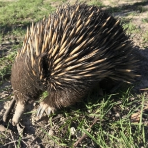 Tachyglossus aculeatus at Forde, ACT - 27 Feb 2020 06:11 PM