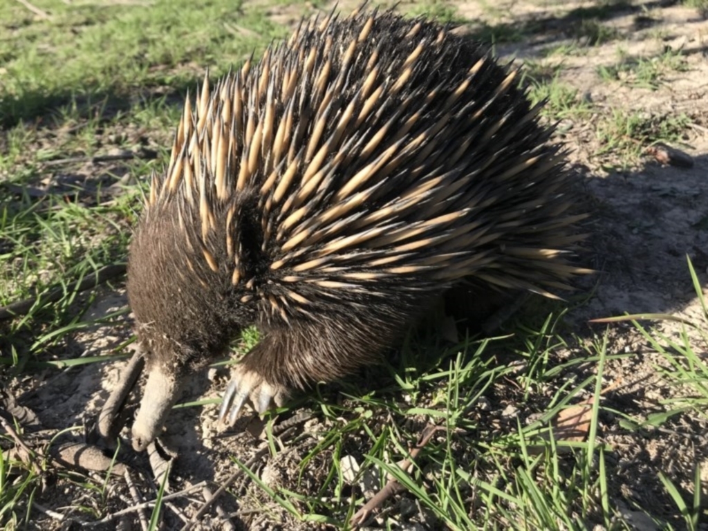 Tachyglossus aculeatus at Forde, ACT - 27 Feb 2020