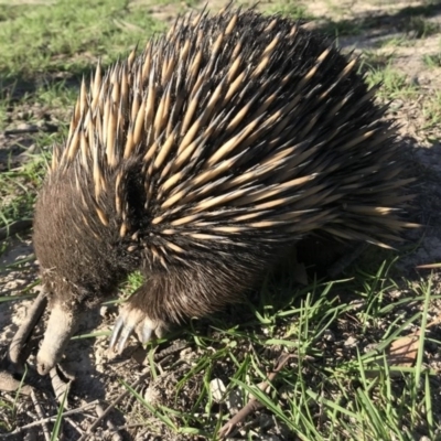 Tachyglossus aculeatus (Short-beaked Echidna) at Forde, ACT - 27 Feb 2020 by annamacdonald