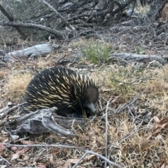 Tachyglossus aculeatus (Short-beaked Echidna) at Hawker, ACT - 24 Dec 2019 by annamacdonald