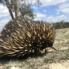 Tachyglossus aculeatus (Short-beaked Echidna) at Mulligans Flat - 5 Oct 2019 by annamacdonald