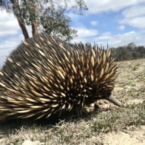 Tachyglossus aculeatus at Forde, ACT - 5 Oct 2019