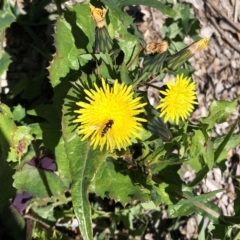 Melangyna viridiceps (Hover fly) at Red Hill to Yarralumla Creek - 28 Aug 2020 by ruthkerruish