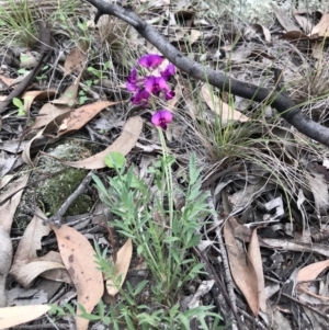 Swainsona sericea at Holt, ACT - 9 Apr 2020