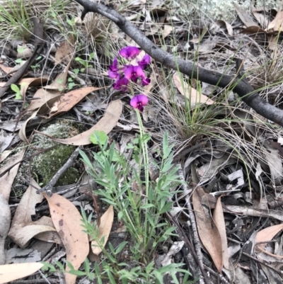 Swainsona sericea (Silky Swainson-Pea) at Holt, ACT - 9 Apr 2020 by annamacdonald