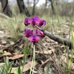 Swainsona sericea at Holt, ACT - 9 Apr 2020