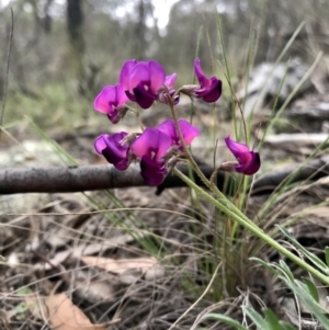 Swainsona sericea at Holt, ACT - 9 Apr 2020