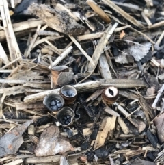 Cyathus sp. (A Bird's Nest Fungus) at Page, ACT - 5 Apr 2020 by annamacdonald