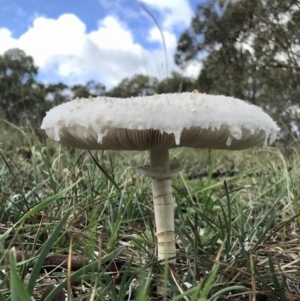 Chlorophyllum/Macrolepiota sp. (genus) at Hawker, ACT - 4 Apr 2020