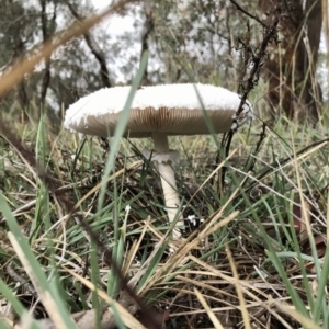 Chlorophyllum/Macrolepiota sp. (genus) at Hawker, ACT - 4 Apr 2020 10:13 AM