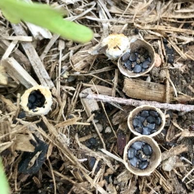Cyathus sp. (A Bird's Nest Fungus) at Page, ACT - 28 Mar 2020 by annamacdonald