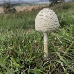 Chlorophyllum/Macrolepiota sp. (genus) at Holt, ACT - 9 Apr 2020 by annamacdonald