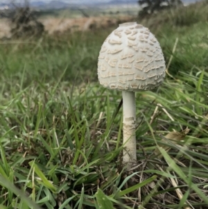 Chlorophyllum/Macrolepiota sp. (genus) at Holt, ACT - 9 Apr 2020 11:16 AM