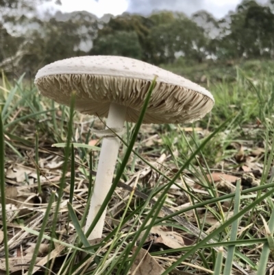 Chlorophyllum/Macrolepiota sp. (genus) at The Pinnacle - 9 Apr 2020 by annamacdonald