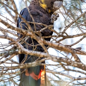 Calyptorhynchus lathami lathami at Penrose - 20 Aug 2020