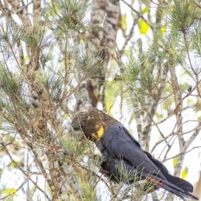 Calyptorhynchus lathami (Glossy Black-Cockatoo) at Penrose, NSW - 19 Aug 2020 by Aussiegall