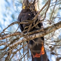 Calyptorhynchus lathami lathami at Penrose - 20 Aug 2020